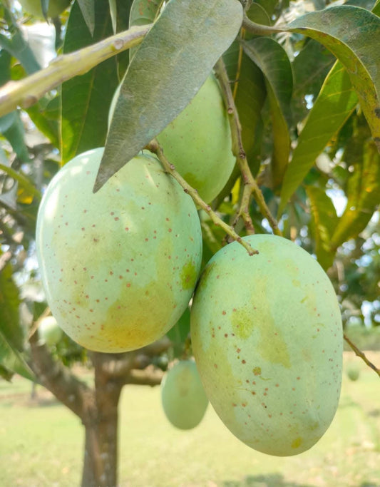 Premium,Organic-Fresh Langda Mangoes 10 KG