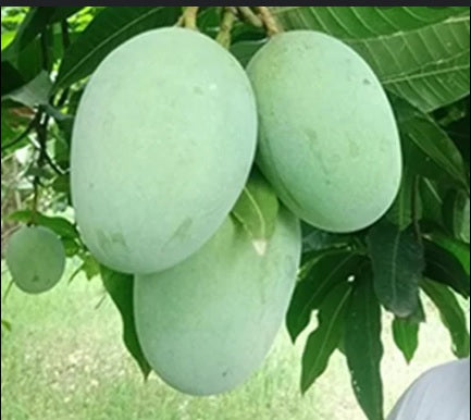 Premium,Organic-Fresh MALDA Mangoes 10 KG